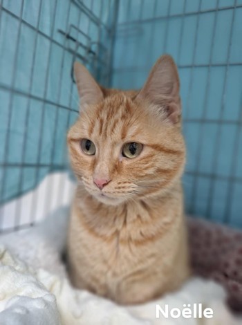 photo du chien chat à l adoption au refuge  Refuge SPA Montélimar  à montelimar departement drome proche de Valence de racechat NOELLE