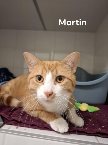 photo du chien chat à l adoption au refuge  Refuge SPA Montélimar  à montelimar departement drome proche de Valence de racechat MARTIN