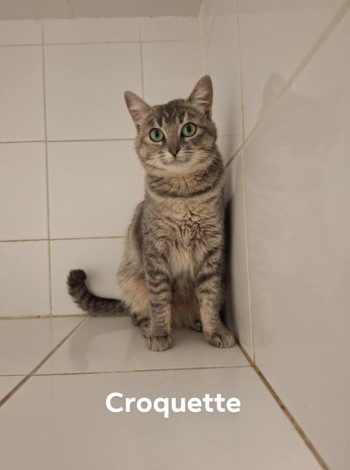 photo du chien chat à l adoption au refuge  Refuge SPA Montélimar  à montelimar departement drome proche de Valence de racechat CROQUETTE