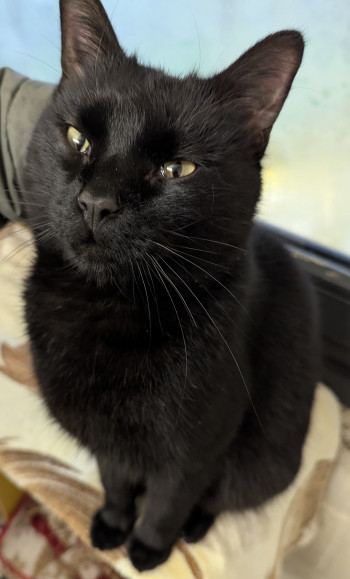 Photo chat ONYX
