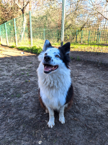 photo du chien chat à l adoption au refuge  Refuge SPA Montélimar  à montelimar departement drome proche de Valence de racechien Naya