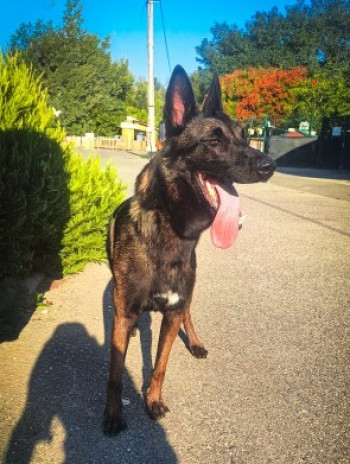 chien Ulysse