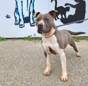 chien TYSON