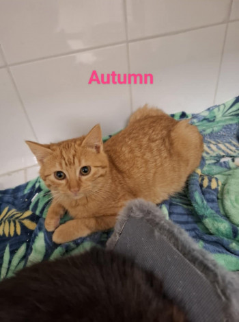 photo du chien chat à l adoption au refuge  Refuge SPA Montélimar  à montelimar departement drome proche de Valence de racechat AUTUMN