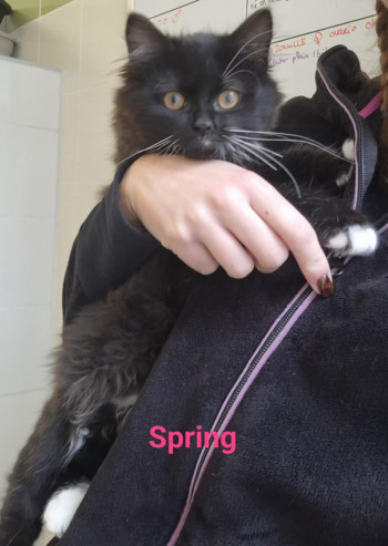photo du chien chat à l adoption au refuge  Refuge SPA Montélimar  à montelimar departement drome proche de Valence de racechat SPRING
