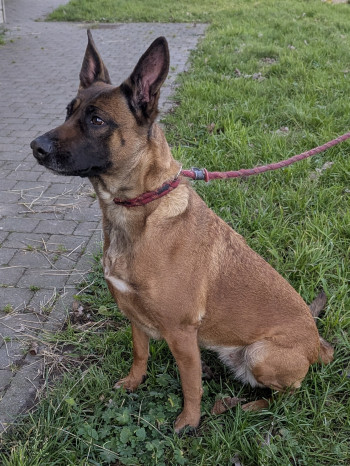 Photo ZIVA 2
