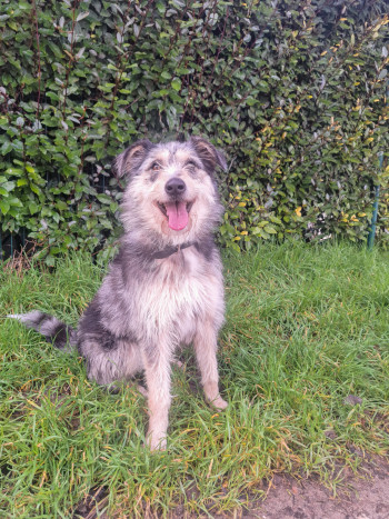 photo du chien chat à l adoption au refuge  Refuge SPA Montélimar  à montelimar departement drome proche de Valence de racechien Ava