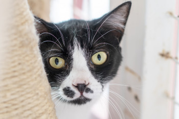 chat PEPITO