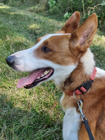 chien Sacha