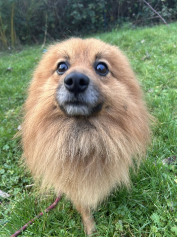 Photo chien VEGETA