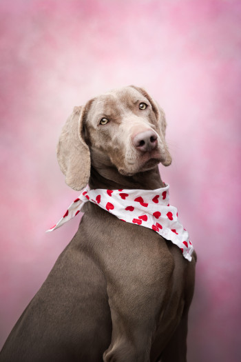 Photo chien JOYCE
