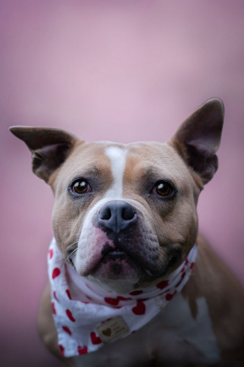 Photo chien KAYLA
