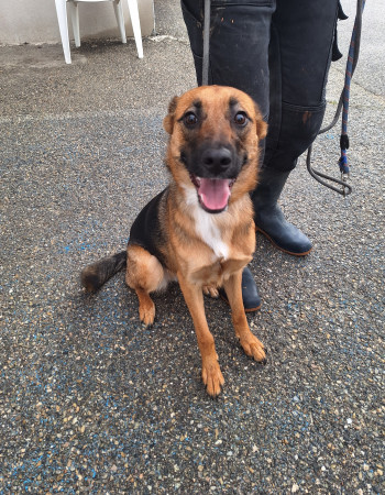 photo du chien chat à l adoption au refuge  Refuge SPA Montélimar  à montelimar departement drome proche de Valence de racechien Naya B
