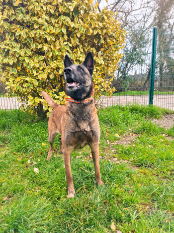 photo du chien chat à l adoption au refuge  Refuge SPA Montélimar  à montelimar departement drome proche de Valence de racechien Miya