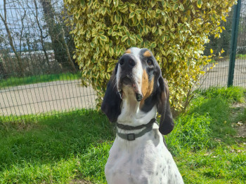 chien Upsy Ariegeois