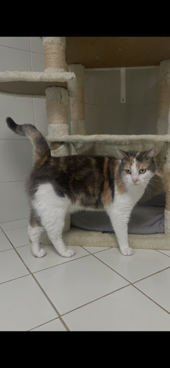chat NINA-RESCUE