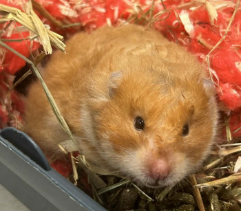 Photo nacs HAMSTER femelle