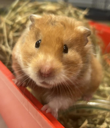 Photo HAMSTER femelle 2