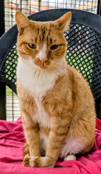 chat ROUQUIN