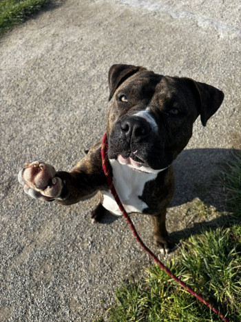 chien DAKOTA (rdv pris)