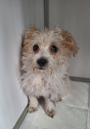 photo du chien chat à l adoption au refuge  Refuge SPA Montélimar  à montelimar departement drome proche de Valence de racechien Mireille