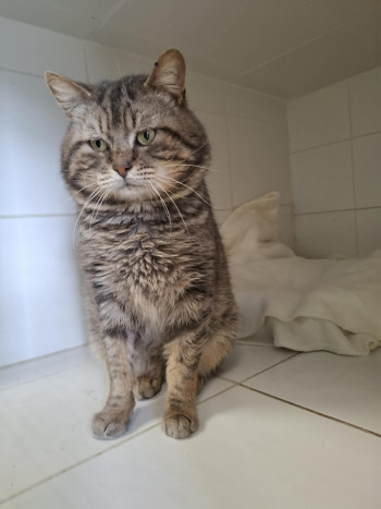 photo du chien chat à l adoption au refuge  Refuge SPA Montélimar  à montelimar departement drome proche de Valence de racechat BUDDY