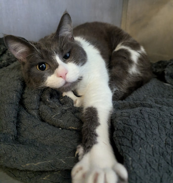 Photo chat MYLO