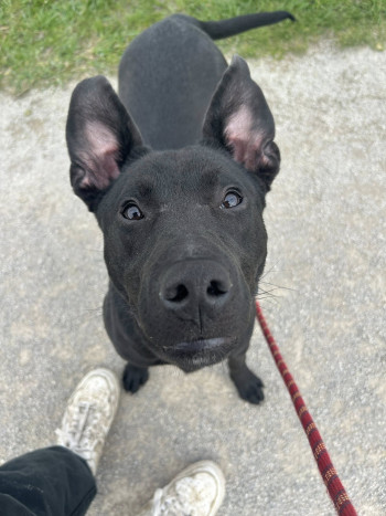Photo DOBBY 2