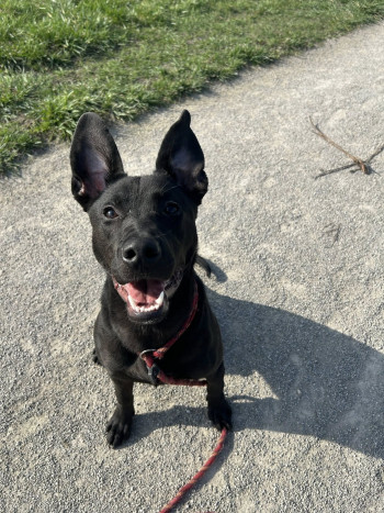Photo DOBBY 3