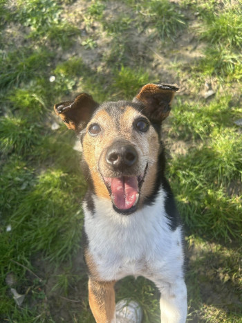 chien JALOUX