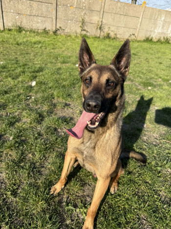 chien LAÏKO