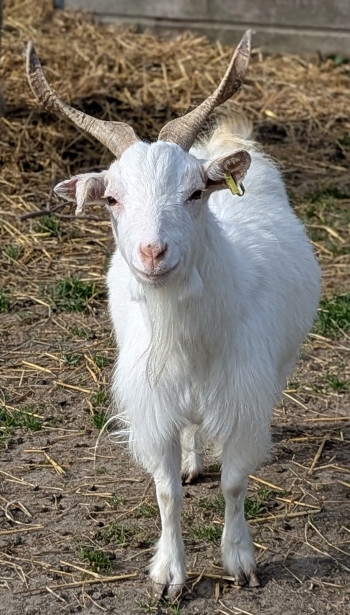 Photo nacs BLANCHETTE