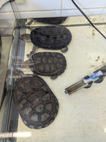 Photo nacs TORTUES D'EAU