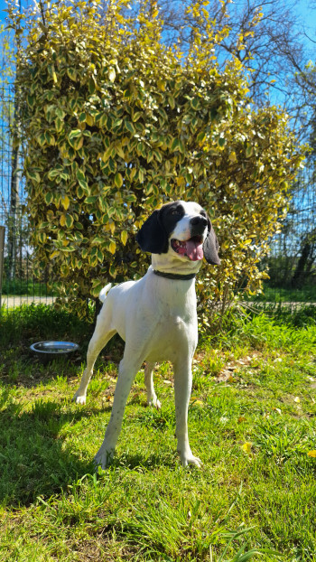 chien Agathe