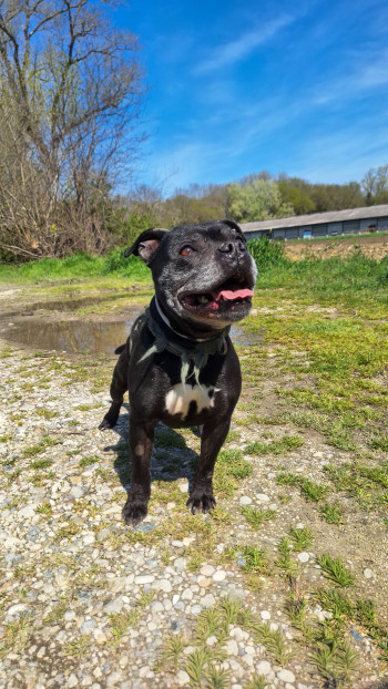 photo du chien chat à l adoption au refuge  Refuge SPA Montélimar  à montelimar departement drome proche de Valence de racechien Nyrko