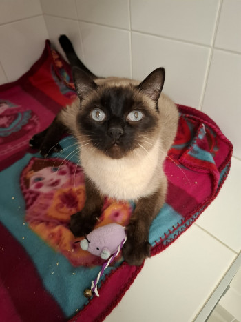 photo du chien chat à l adoption au refuge  Refuge SPA Montélimar  à montelimar departement drome proche de Valence de racechat SHERLOCK