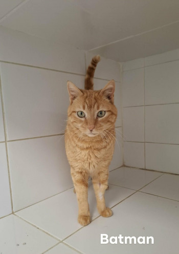 photo du chien chat à l adoption au refuge  Refuge SPA Montélimar  à montelimar departement drome proche de Valence de racechat BATMAN