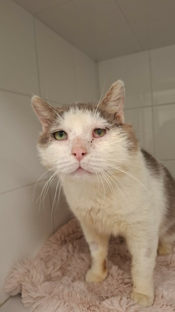 chat MAXOU