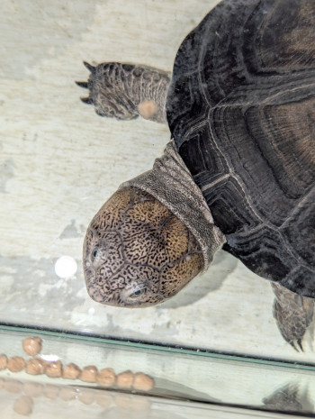 Photo TORTUES D'EAU 2