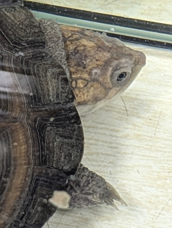 Photo TORTUES D'EAU 3