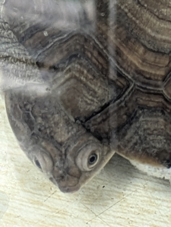 Photo TORTUES D'EAU 4
