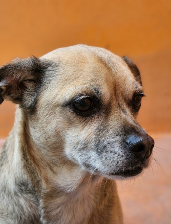 Photo chien LILAS