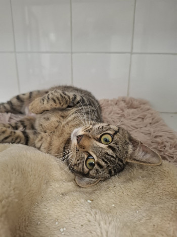 photo du chien chat à l adoption au refuge  Refuge SPA Montélimar  à montelimar departement drome proche de Valence de racechat MACHA