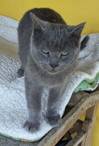 Photo chat IRON