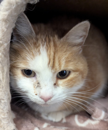 Photo chat MINOU-MINOU