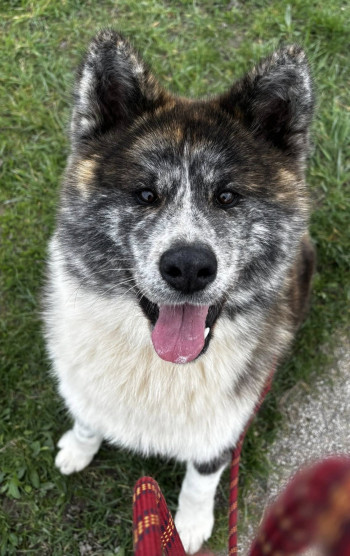 Photo chien SKYNA