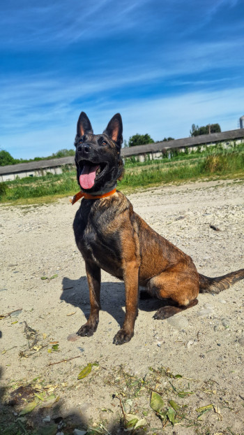 chien Channel