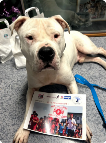 chien test ( ne pas supprimé )