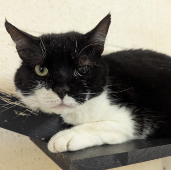 chat MINOU
