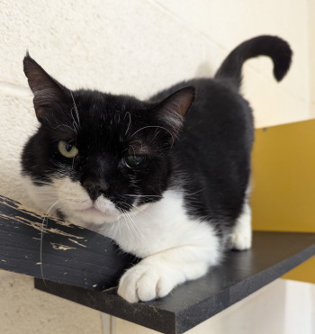 Photo MINOU 3